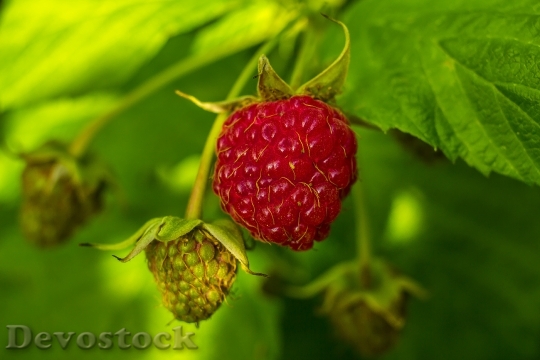 Devostock Raspberry Fruit Nature Summer