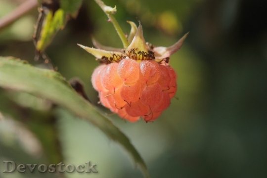 Devostock Raspberry Fruit Plant Berry