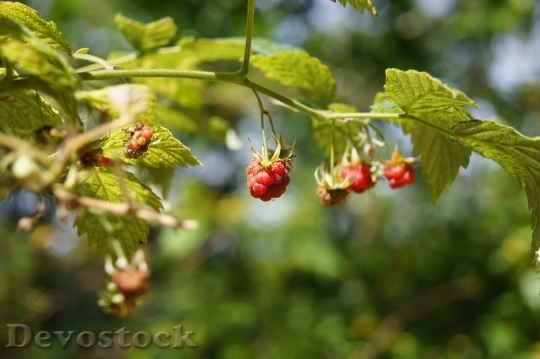 Devostock Raspberry Plant Summer Red