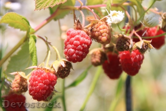 Devostock Raspberry Raspberries Fruit Ripe