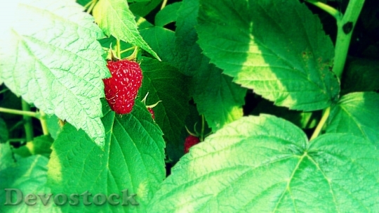Devostock Raspberry Red Fruits Berry