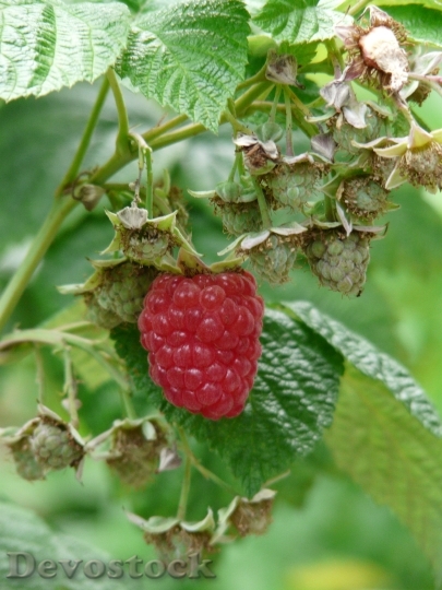Devostock Raspberry Rubus Idaeus 8410