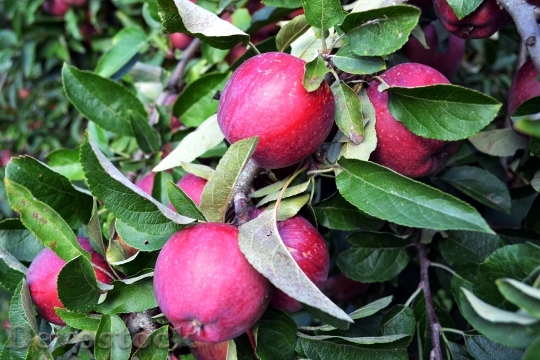 Devostock Red Apple Apple Fruit