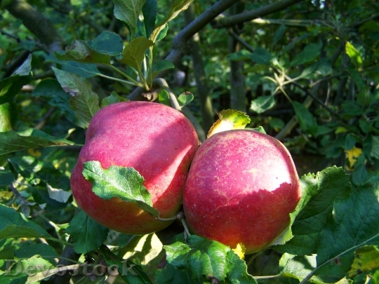 Devostock Red Apple Ripe Fruit 1