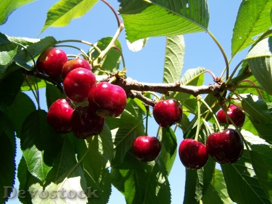Devostock Red Cherry Ripe Fruit 0