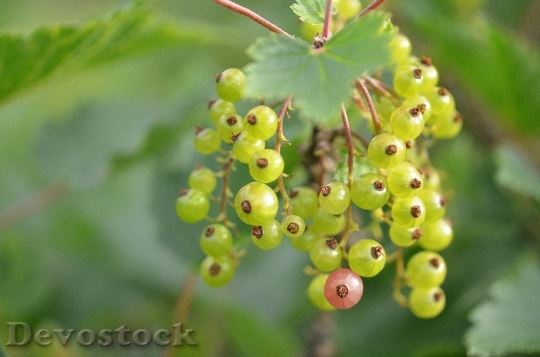 Devostock Red Currant Berries Immature