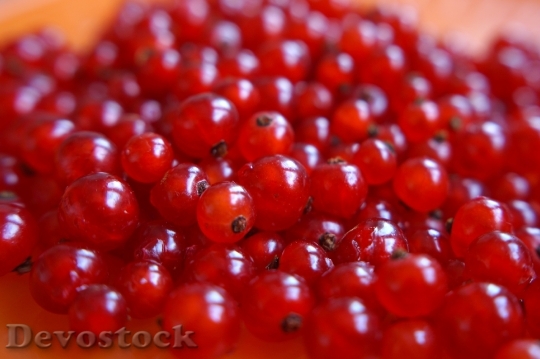 Devostock Red Currant Berry Ripe