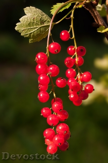 Devostock Red Currant Currant Red