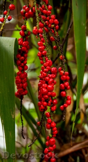 Devostock Red Fruited Palm Lily