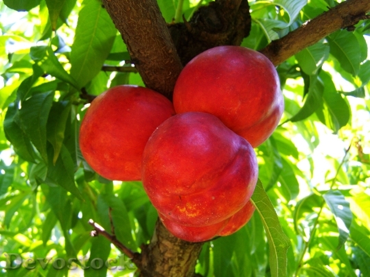 Devostock Red Peach Ripe Fruit 0