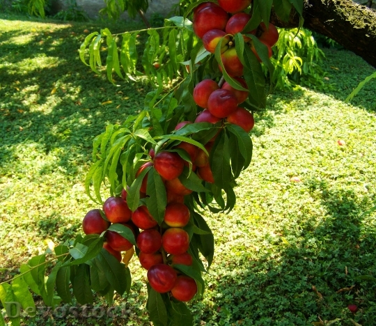 Devostock Red Peach Ripe Fruit 1