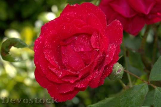 Devostock Red Rose Rose Rosales