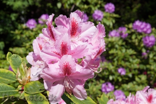 Devostock Rhododendron Blossom Bloom Genus