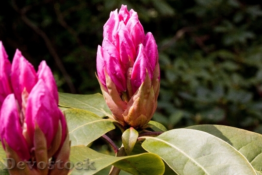 Devostock Rhododendron Traub Notes Doldentraub 4
