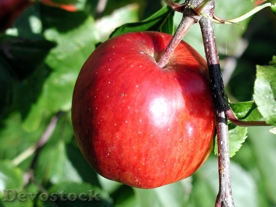 Devostock Ripe Apple On Branch