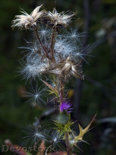 Devostock Ripe Fruit Withered Thistle 1