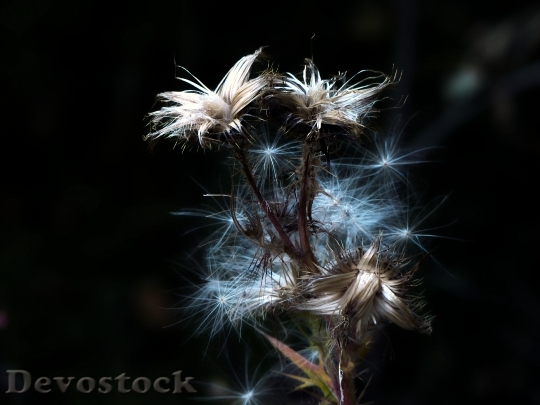 Devostock Ripe Fruit Withered Thistle 2