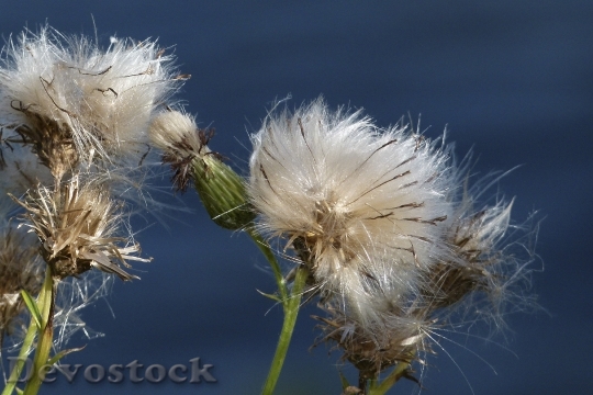 Devostock Ripe Fruit Withered Thistle