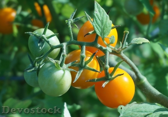 Devostock Ripening Tomatoes Tomato Tomatoes
