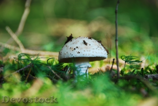 Devostock Root Champignon Mushroom White 0
