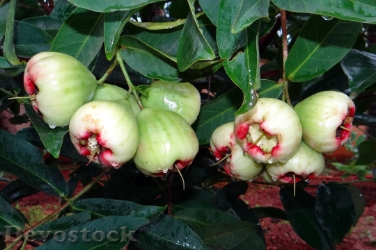 Devostock Rose Apple Tropical India