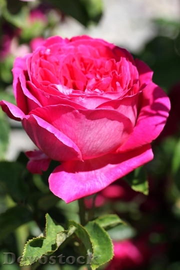 Devostock Rose Flower Blossom Bloom 77