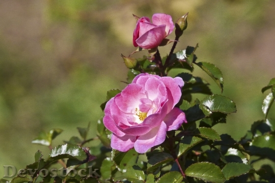 Devostock Rose Flower Rose Bloom 19