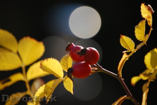 Devostock Rose Hip Autumn Fruit