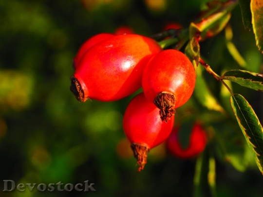 Devostock Rose Hip Fruit Red 0