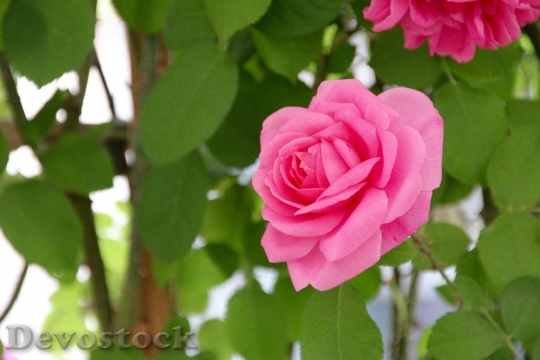 Devostock Rose Open Rose English 0