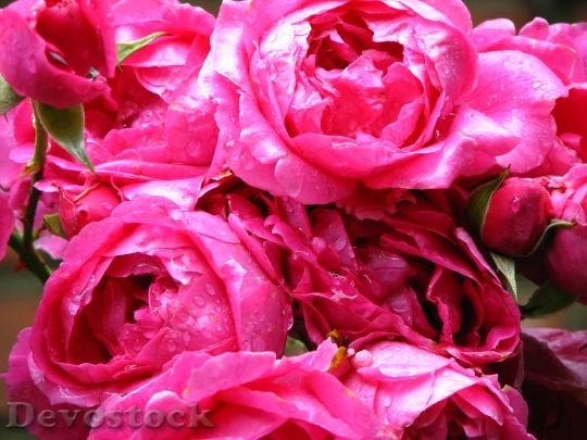 Devostock Rose Pink Blossom Bloom 0