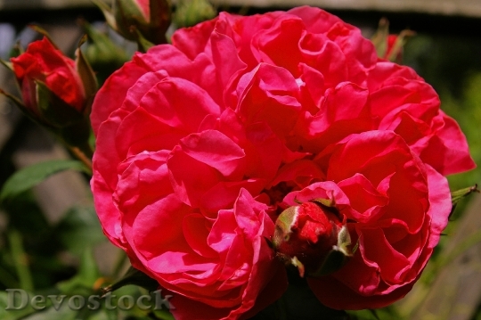 Devostock Rose Pink Rose Scented 14