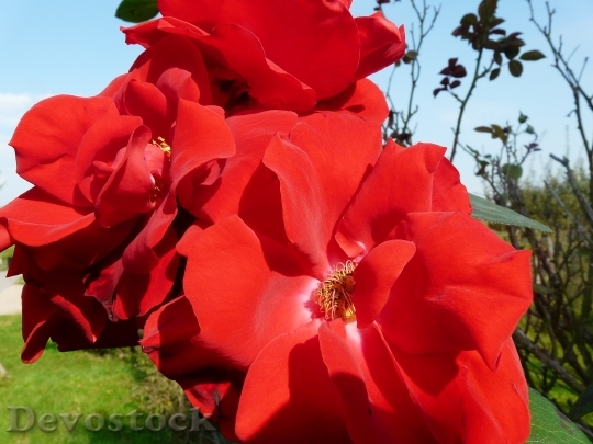 Devostock Rose Red Rose Bloom 1