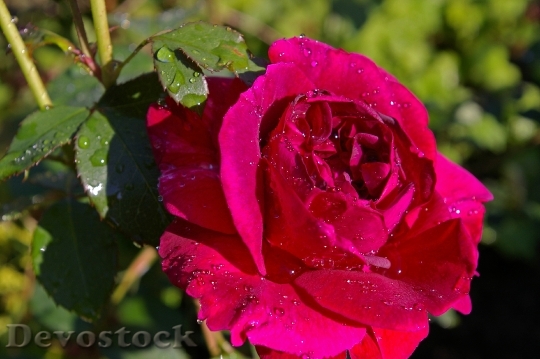 Devostock Rose Red Rose Scented 2