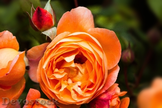 Devostock Rose Rose Family Rosaceae 1
