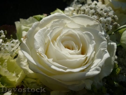 Devostock Rose White Flower Fashion
