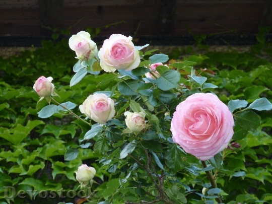 Devostock Roses Bush Pink Rose