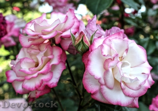Devostock Roses Flowers Blossom Bloom 0