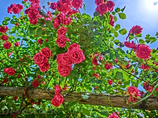 Devostock Roses Garden Flower Blossom