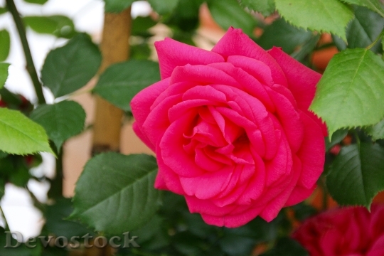 Devostock Roses Open Rose English 0