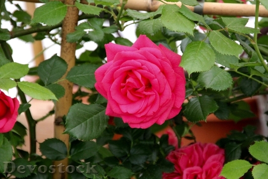 Devostock Roses Open Rose English