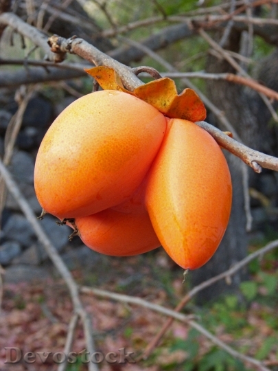Devostock Rosewood Khaki Curiously Fruit