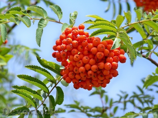 Devostock Rowan Berry Fruits Crane