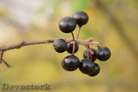 Devostock Rowanberries Black Berries Nature