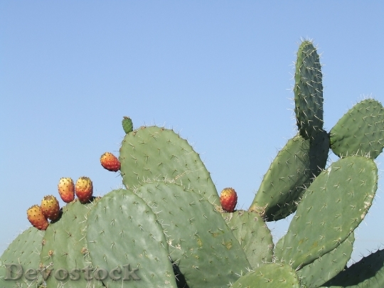 Devostock Sabres Cactus Heat Fruit