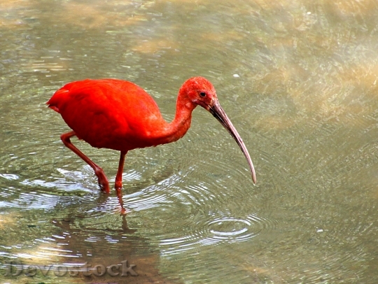 Devostock Scarlet Ibis