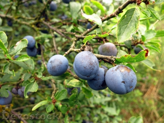 Devostock Schlehe Berry Fruits Bush 0