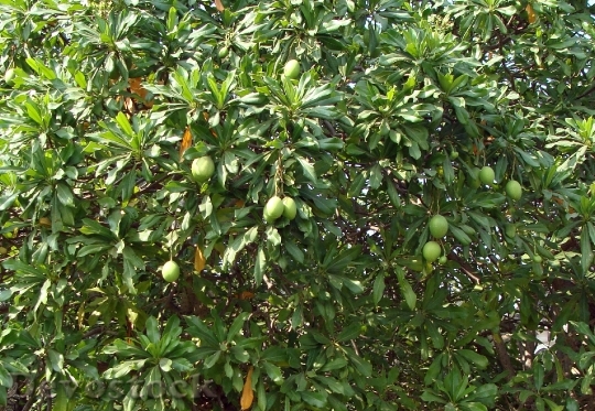 Devostock Sea Mango Madagascar Ordeal