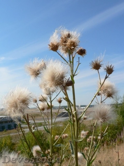 Devostock Seeding Flower On Wind