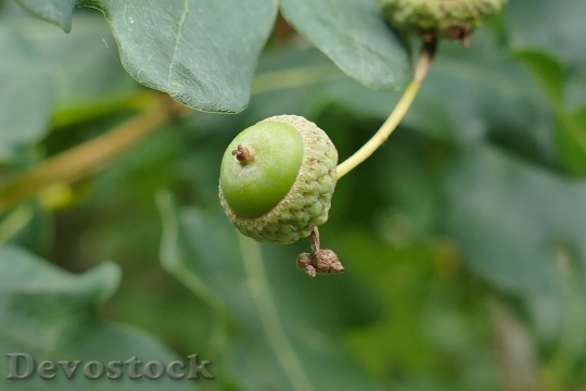 Devostock Sessile Oak Fruit Young